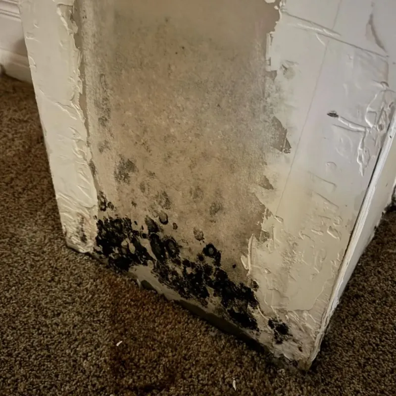 Professional Mold Removal in City of Manassas Park, VA